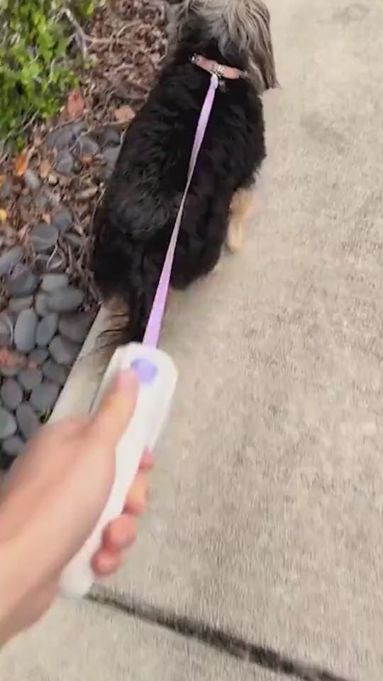 Dog leash 2